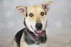 adoptable Dog in  named SADIE