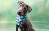 adoptable Dog in  named SMORES