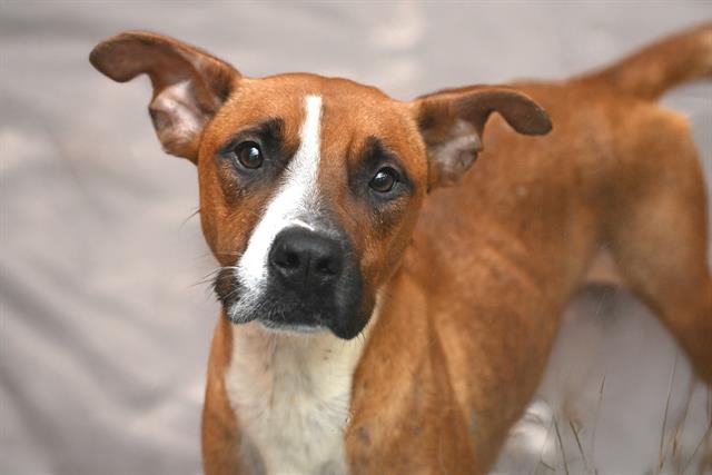 adoptable Dog in Fort Lauderdale, FL named ALBA