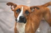 adoptable Dog in  named ALBA