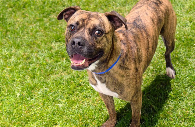 adoptable Dog in Fort Lauderdale, FL named HOOVER