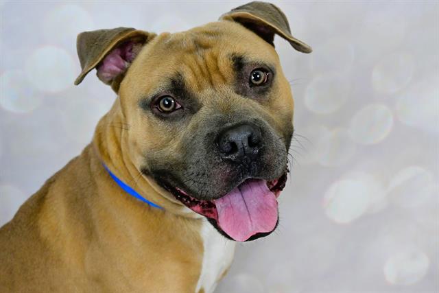 adoptable Dog in Fort Lauderdale, FL named XANDER