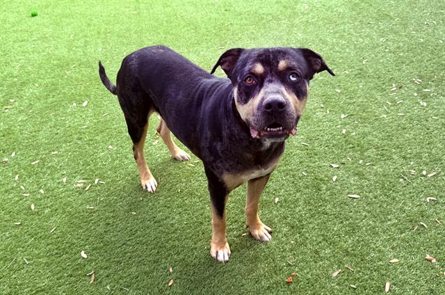 adoptable Dog in Fort Lauderdale, FL named BOWIE