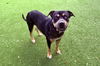 adoptable Dog in  named BOWIE