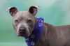 adoptable Dog in  named LAVINIA