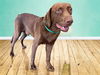 adoptable Dog in  named MASON