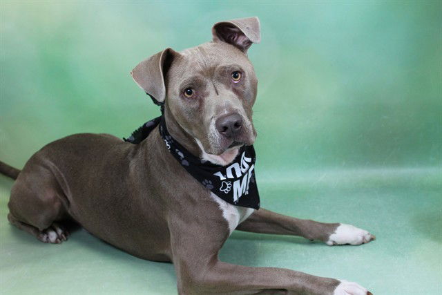adoptable Dog in Fort Lauderdale, FL named ZEKE