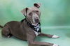 adoptable Dog in  named ZEKE