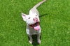 adoptable Dog in  named LATTE