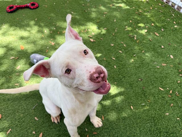 adoptable Dog in Fort Lauderdale, FL named LATTE