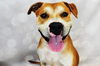 adoptable Dog in  named SAMY