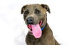 adoptable Dog in  named KRATOR