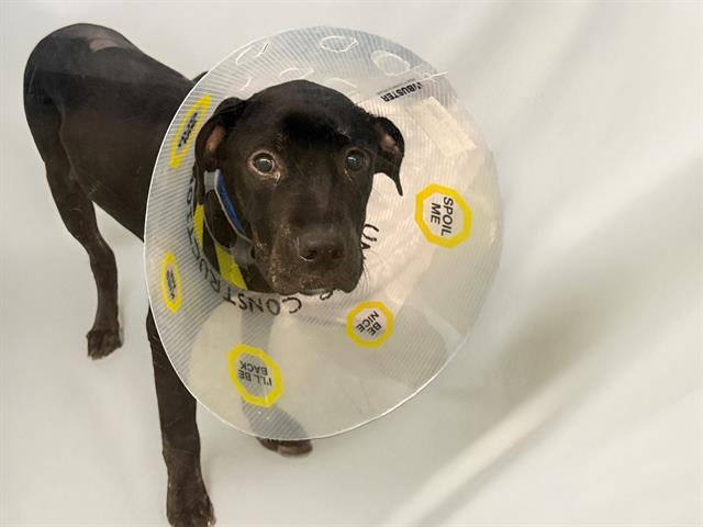 adoptable Dog in Fort Lauderdale, FL named TROOPER