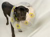 adoptable Dog in  named TROOPER