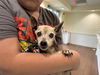 adoptable Dog in  named STRAY NOT AVAILABLE