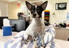 adoptable Dog in  named A702742