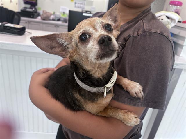 adoptable Dog in Fort Lauderdale, FL named STRAY NOT AVAILABLE