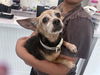 adoptable Dog in  named STRAY NOT AVAILABLE