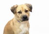 adoptable Dog in  named BUBU