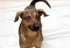 adoptable Dog in  named PUMKING