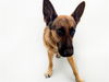 adoptable Dog in  named STRAY NOT AVAILABLE