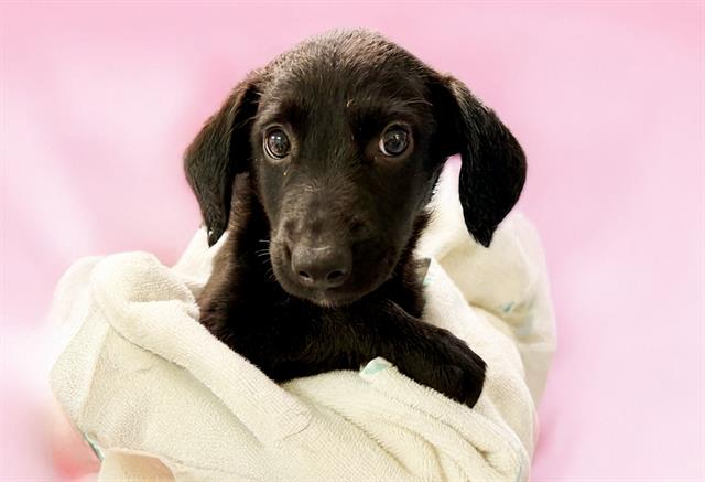 adoptable Dog in Fort Lauderdale, FL named AVERY
