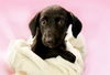adoptable Dog in  named AVERY