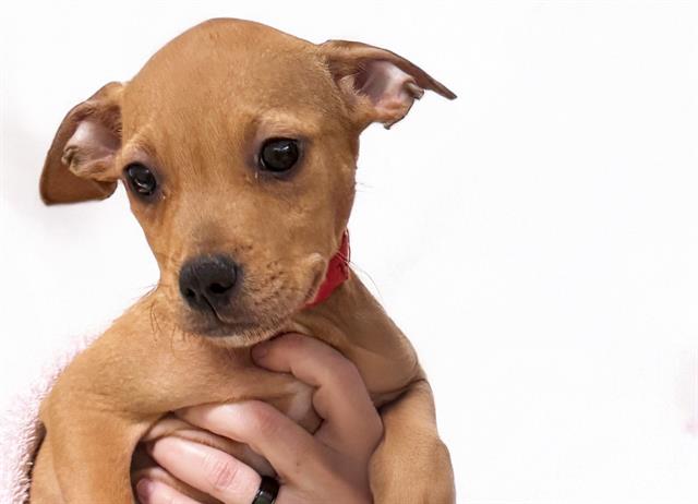 adoptable Dog in Fort Lauderdale, FL named CLARE