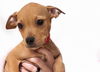 adoptable Dog in  named CLARE