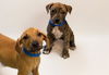 adoptable Dog in  named TATUM