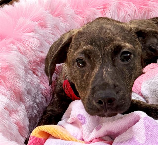 adoptable Dog in Fort Lauderdale, FL named MAGGIE
