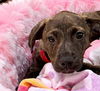 adoptable Dog in  named MAGGIE