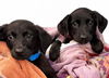 adoptable Dog in  named LEFT TWIX