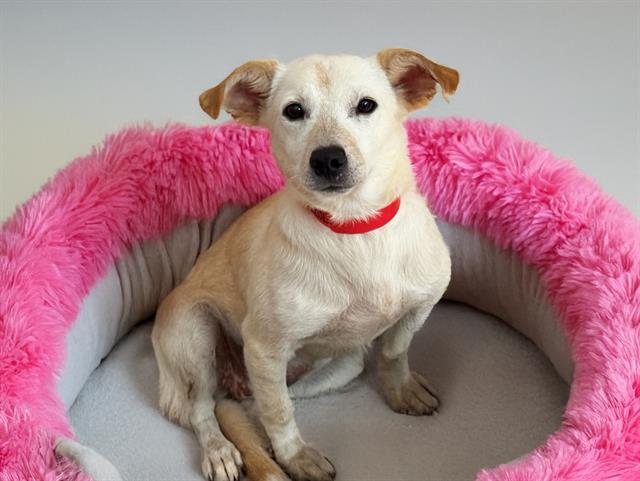 adoptable Dog in Fort Lauderdale, FL named GINA