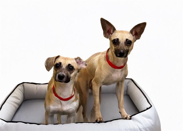 adoptable Dog in Fort Lauderdale, FL named LOLA