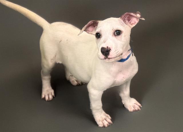 adoptable Dog in Fort Lauderdale, FL named MATHEW