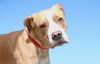 adoptable Dog in  named CARAMEL