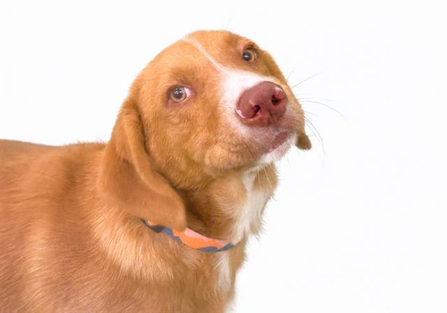 adoptable Dog in Fort Lauderdale, FL named TOM