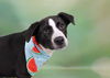 adoptable Dog in  named WINNIE