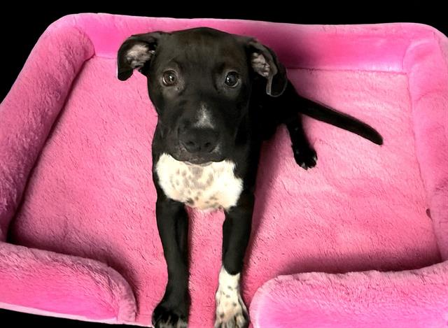 adoptable Dog in Fort Lauderdale, FL named SAGE