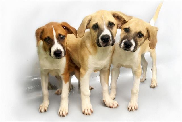 adoptable Dog in Fort Lauderdale, FL named STRAWBERRY