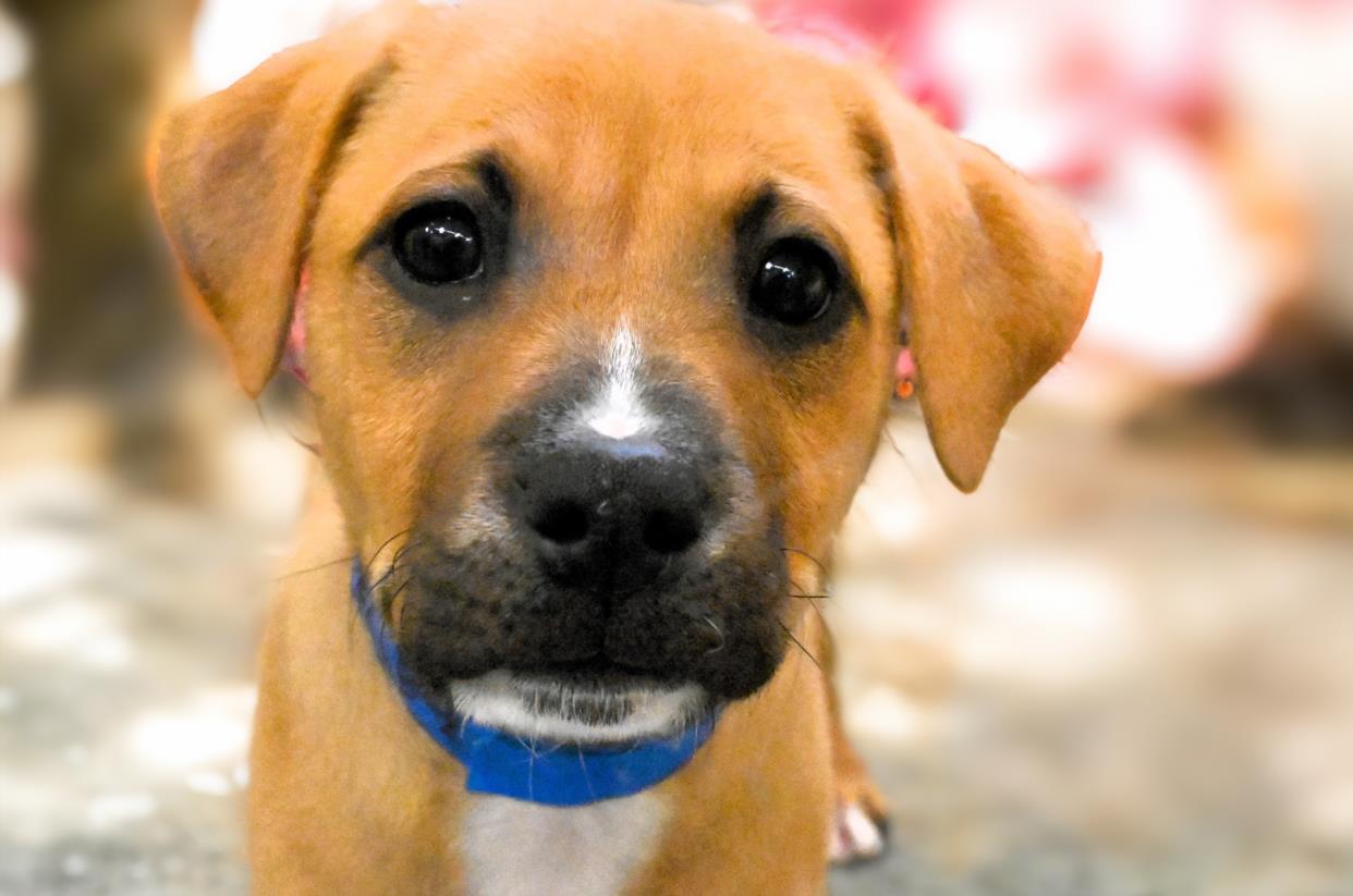 adoptable Dog in Fort Lauderdale, FL named SCAR