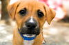 adoptable Dog in  named SCAR