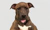 adoptable Dog in  named ZEUS