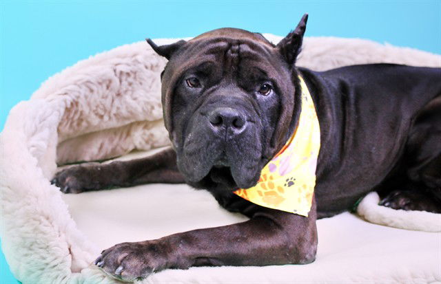 adoptable Dog in Fort Lauderdale, FL named MACAROON