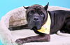 adoptable Dog in  named MACAROON