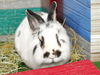 adoptable Rabbit in  named RADAR