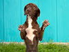 adoptable Dog in  named MALACHI