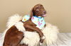 adoptable Dog in  named MALACHI