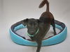 adoptable Dog in  named PANCHO
